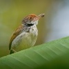 Krejcirik sedy - Orthotomus ruficeps - Ashy Tailorbird o9731